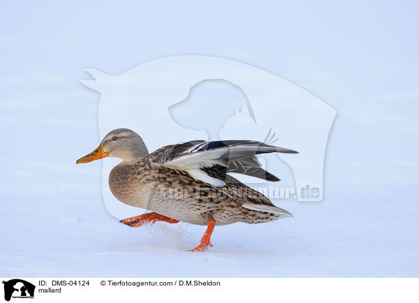 mallard / DMS-04124