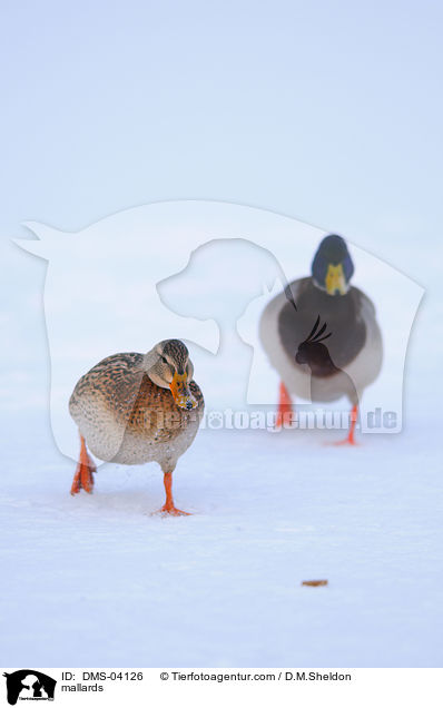 mallards / DMS-04126