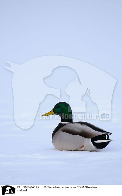 mallard / DMS-04129