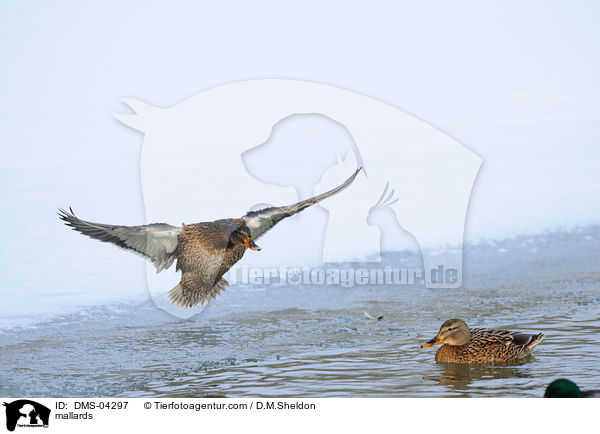 Stockenten / mallards / DMS-04297
