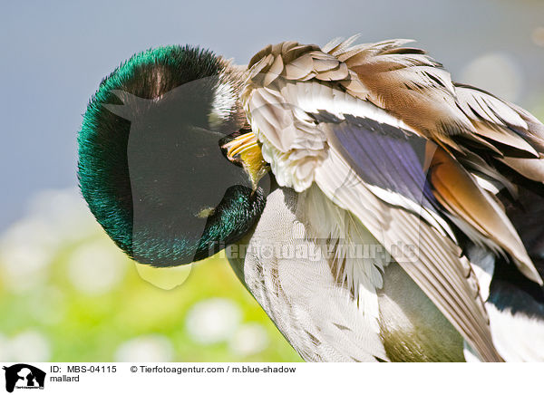 Stockente / mallard / MBS-04115