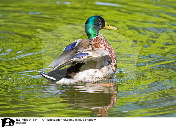 Stockente / mallard / MBS-04134