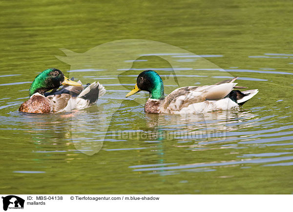 mallards / MBS-04138