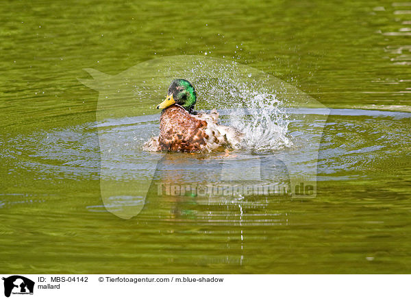 mallard / MBS-04142