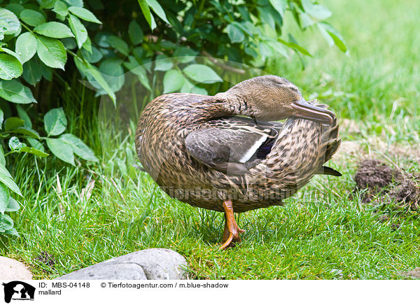 mallard / MBS-04148