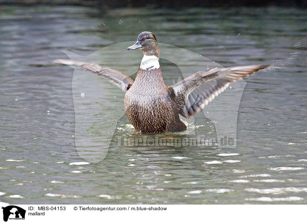 Stockente / mallard / MBS-04153
