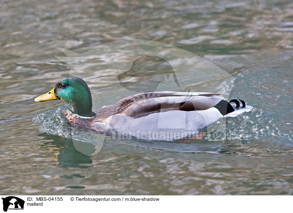 mallard / MBS-04155