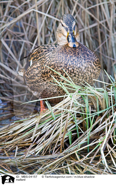 mallard / MBS-04157