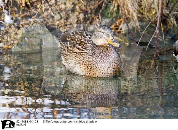 mallard / MBS-04158