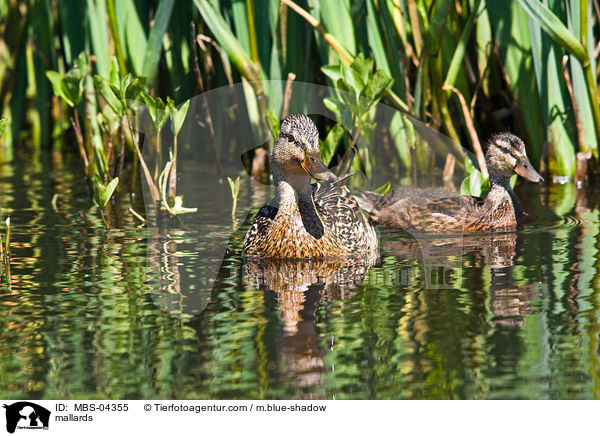 mallards / MBS-04355