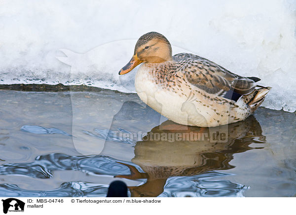 mallard / MBS-04746