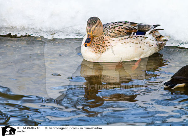 mallard / MBS-04748