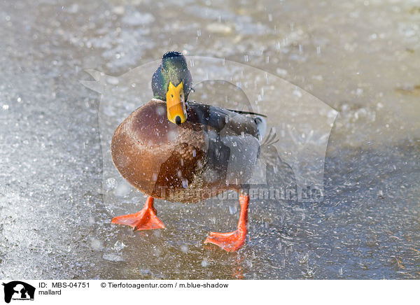 mallard / MBS-04751