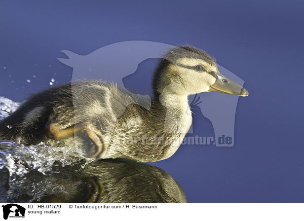 young mallard / HB-01529