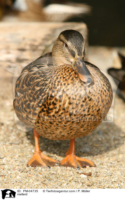 mallard / PM-04735