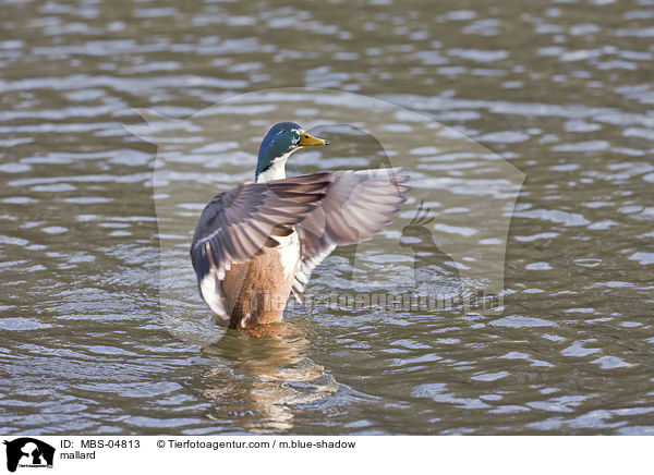 mallard / MBS-04813
