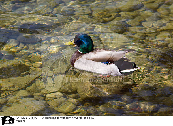 mallard / MBS-04819