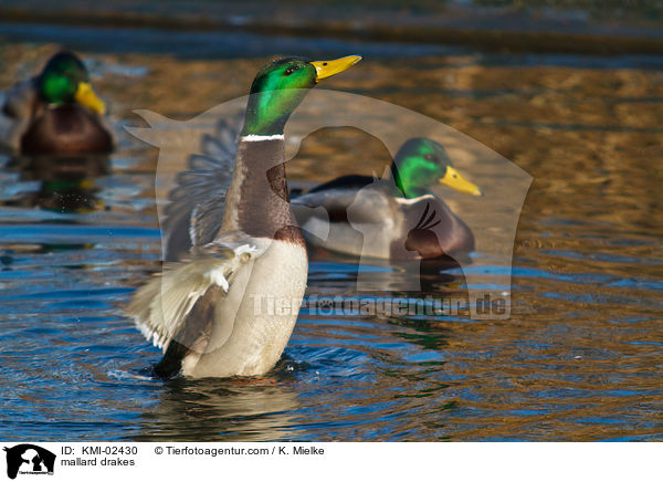 mallard drakes / KMI-02430