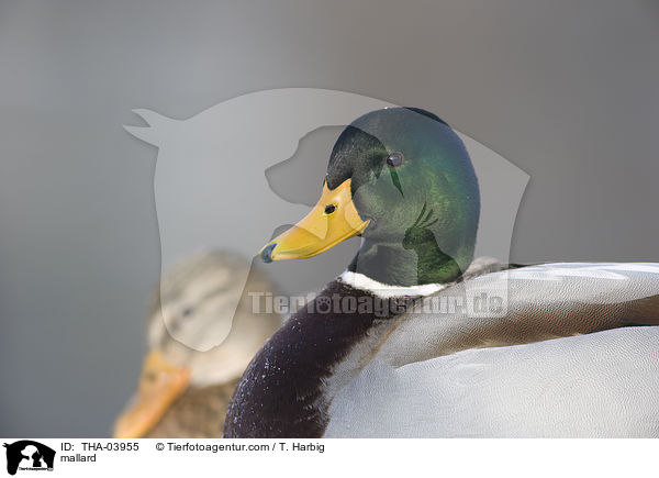 mallard / THA-03955