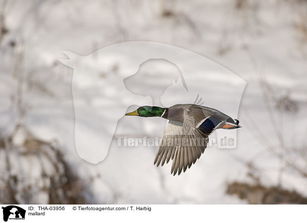 Stockente / mallard / THA-03956