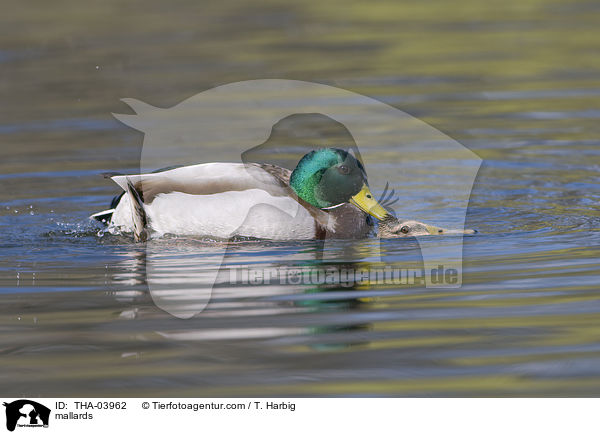 mallards / THA-03962