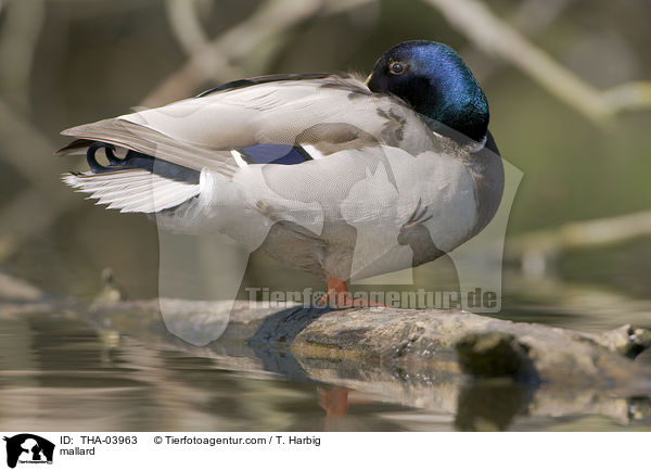 mallard / THA-03963