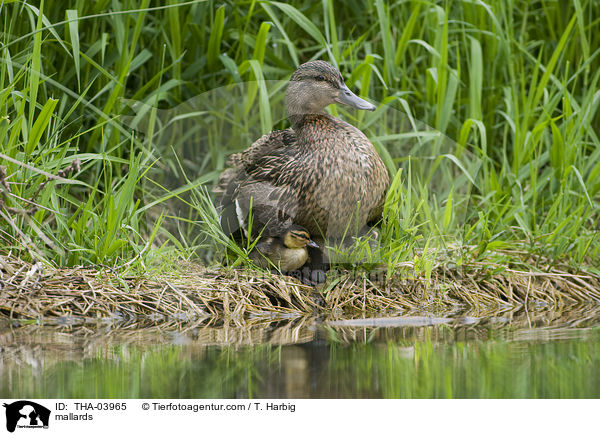 mallards / THA-03965
