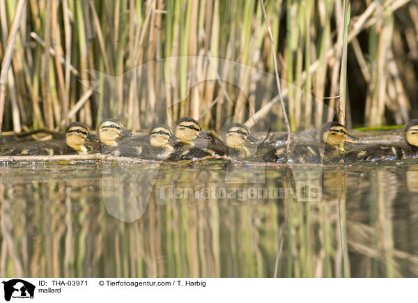 mallard / THA-03971