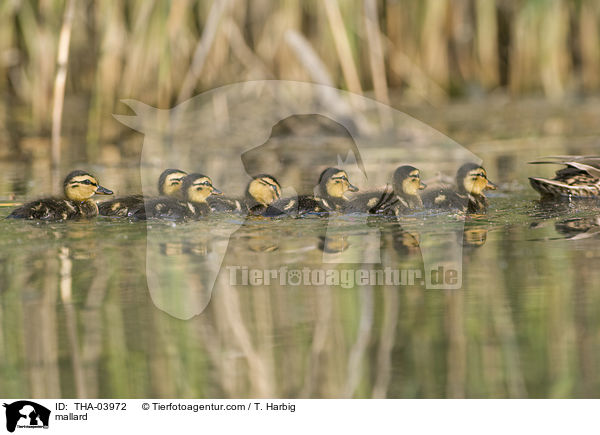mallard / THA-03972