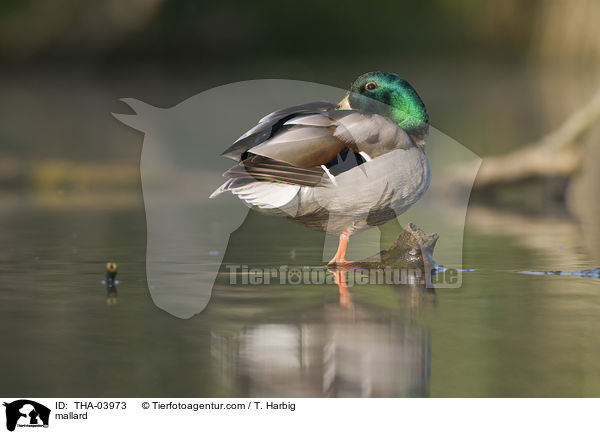 mallard / THA-03973