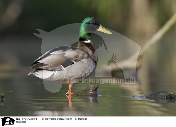 mallard / THA-03974