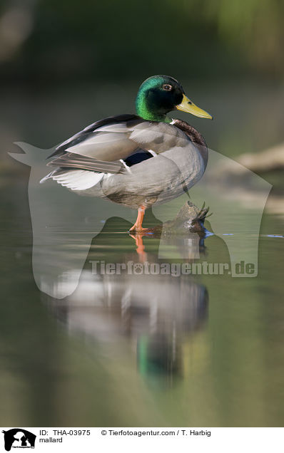 mallard / THA-03975