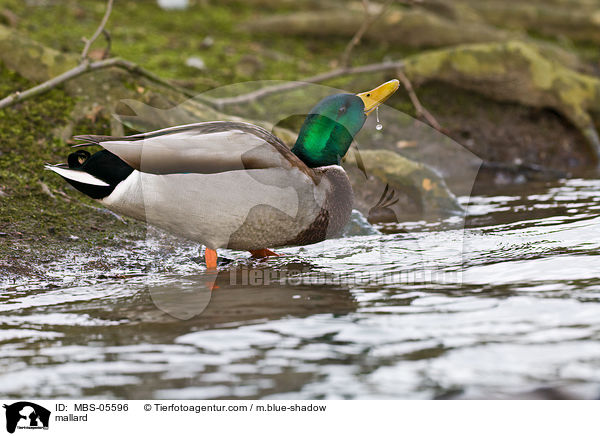 mallard / MBS-05596