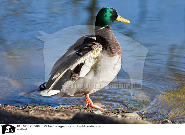 mallard / MBS-05598