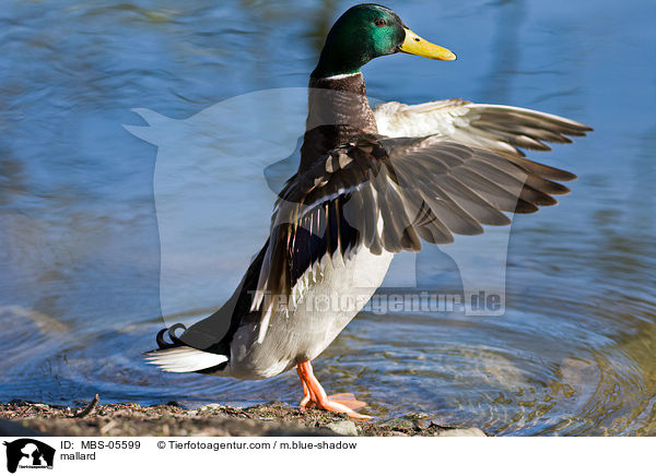 mallard / MBS-05599