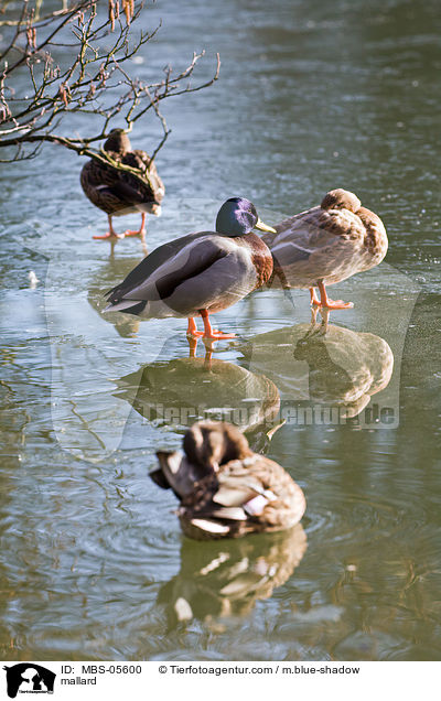 mallard / MBS-05600