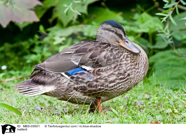mallard / MBS-05601