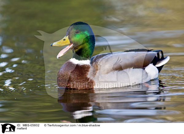 mallard / MBS-05602
