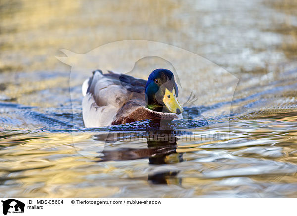 mallard / MBS-05604