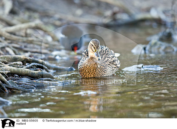 mallard / MBS-05605