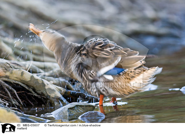 mallard / MBS-05607