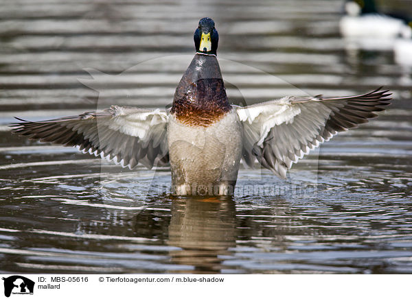 mallard / MBS-05616