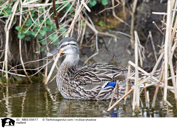mallard / MBS-05617