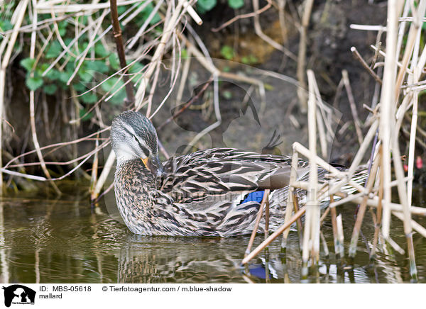 mallard / MBS-05618