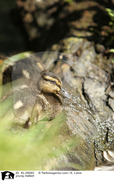 young mallard / KL-06993