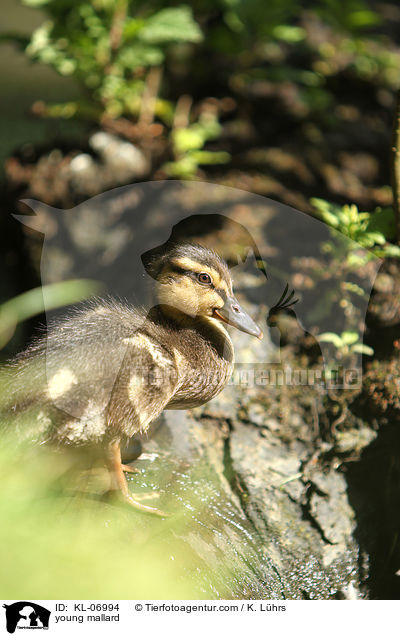 young mallard / KL-06994