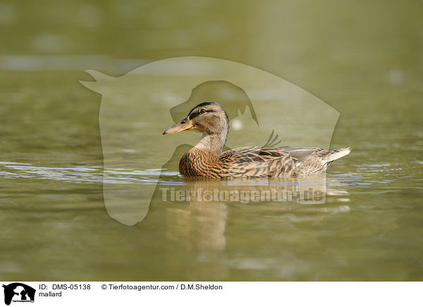 mallard / DMS-05138