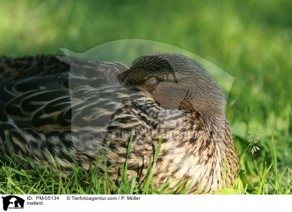 mallard / PM-05134