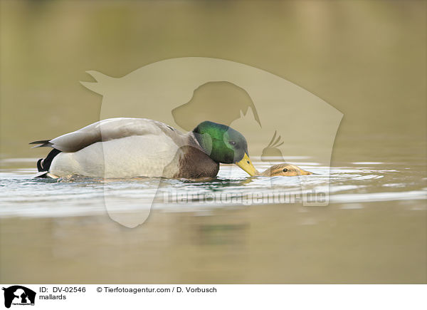 Stockenten / mallards / DV-02546