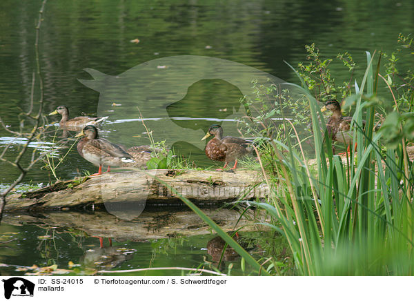 Stockenten / mallards / SS-24015